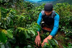 Giá gạo Ấn Độ và Thái Lan tăng, giá càphê thế giới đồng loạt đi ngang