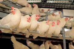 Mỹ phát hiện thêm trang trại ở bang Delaware lây nhiễm cúm gia cầm 