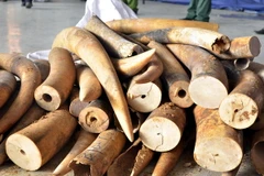 Tang vật được lực lượng chức năng bắt giữ. (Ảnh: Tuấn Anh/TTXVN)