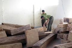 Lực lượng kiểm lâm huyện Đăk Tô kiểm đếm số gỗ trái phép vừa thư giữ. (Ảnh: Cao Nguyên/TTXVN)