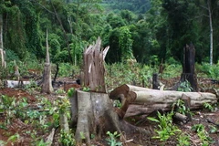 Ảnh chỉ có tính minh họa. (Ảnh: Dương Giang/TTXVN)