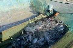 (Ảnh minh họa: Vũ Sinh/TTXVN)