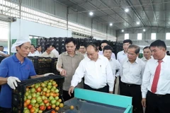 Thủ tướng Nguyễn Xuân Phúc thăm Công ty TNHH Sản xuất - Thương mại nông sản Phong Thúy. (Ảnh: Thống Nhất/TTXVN)