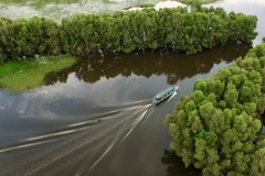 Du khách tham quan vườn quốc gia Tràm Chim bằng xuồng máy. (Ảnh: An Hiếu/TTXVN)