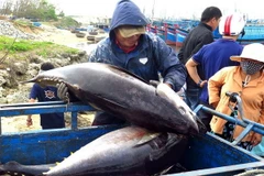 Ngư dân Phú Yên khai thác cá ngừ đại dương. (Ảnh: Thế Lập/TTXVN)