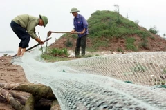 Người dân huyện Thái Thụy tỉnh Thái Bình chủ động bảo vệ cơ sở nuôi tôm của gia đinh. (Ảnh: Thế Duyệt/TTXVN)