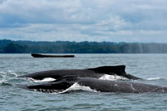 Cá voi lưng gù tại Công viên thiên nhiên Uramba Bahia Malaga, Colombia. (Nguồn: AFP/TTXVN)