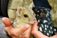 Mèo túi phương Đông. (Nguồn: news.com.au)