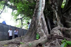 Cây Đa hơn 200 tuổi ở Dinh Bà thuộc tổ dân phố 15, phường Quảng Phú, thành phố Quảng Ngãi, tỉnh Quảng Ngãi. (Ảnh: Như Ngọc/TTXVN)