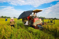 Nông dân thu hoạch lúa. (Ảnh: Lê Minh Sơn/TTXVN)