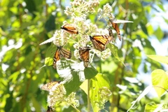 Bướm Vua bắt đầu có mặt tại Michoacan vào giữa tháng 11 và tới cuối tháng 3 hằng năm lại bắt đầu quãng đường bay hàng nghìn km quay trở lại Bắc Mỹ. (Ảnh: Việt Hùng/Vietnam+)