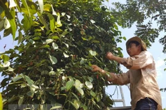 Nông dân thu hoạch hồ tiêu. (Ảnh: Hưng Thịnh/TTXVN)