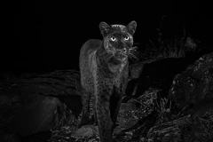 Loài báo mới được phát hiện. (Nguồn: dailymail.co.uk)