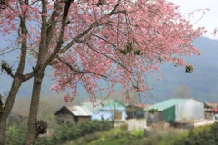 Rừng Mai anh đào dưới chân núi Langbiang sẽ biến thành nương rẫy?