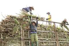 Giá mía cao từ đầu mùa vụ báo hiệu một vụ “mía ngọt” giữa lúc đại dịch COVID-19 đang gây ảnh hưởng nặng nề. (Ảnh: Quang Thái/TTXVN)