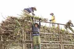 Giá mía cao từ đầu mùa vụ báo hiệu một vụ “mía ngọt” giữa lúc đại dịch COVID-19 đang gây ảnh hưởng nặng nề. (Ảnh: Quang Thái/TTXVN)