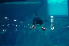 Cá voi trong thủy cung tại Nga. (Nguồn: i0.wp.com)