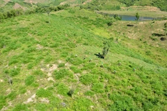 Người dân và kiểm lâm Vườn Quốc gia Tà Đùng (xã Đắk Som, huyện Đắk G’Long, tỉnh Đắk Nông) tham gia trồng rừng. (Nguồn: Vietnam+)