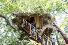 Những ngôi nhà "tổ chim" độc đáo có một không hai được làm trên các cây cổ thụ để phục vụ du khách. (Ảnh: Quý Trung/TTXVN)