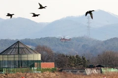 Hàn Quốc có thêm trường hợp nhiễm cúm gia cầm ở chó