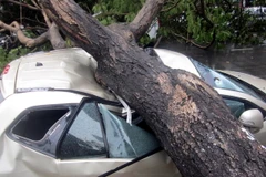[Photo] Mưa lốc làm cây xanh bật gốc đè vào nhiều ôtô 