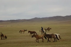 Năm Ngọ, kể chuyện thuần hóa tổ tiên loài ngựa 