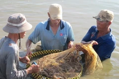 Giá tôm thương phẩm tại Sóc Trăng tăng mạnh trở lại