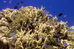 [Photo] Nuôi trồng các rạn san hô ở Cù Lao Chàm