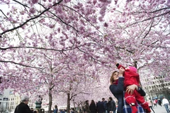 [Photo] Hoa anh đào nở rộ tại thủ đô của đất nước Thụy Điển