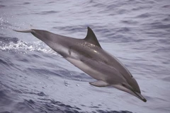 Giấc ngủ của cá heo khác với con người như thế nào?