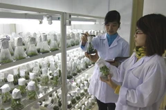Triển khai dự án “Sưu tập và nhân giống cây dược liệu"