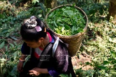 [Photo] “Vàng xanh” trên cao nguyên Tủa Chùa- Điện Biên