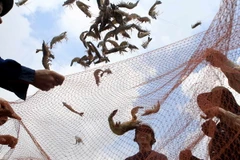 Người dân Cà Mau hoang mang vì tôm sú thất mùa, rớt giá 