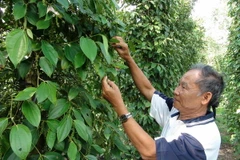 Đắk Lắk khuyến cáo thận trọng khi trồng giống tiêu lạ đại trà