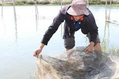 Thừa Thiên-Huế huy động 709 tỷ đồng nuôi trồng thủy sản