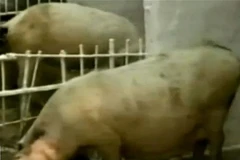 FAO viện trợ 400.000 USD cho Triều Tiên dập dịch