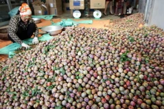 [Photo] Đời sống người Mộc Châu đổi thay nhờ vay vốn ưu đãi