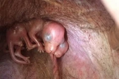 [Photo] Phát hiện cặp kangaroo song sinh hiếm có tại Australia