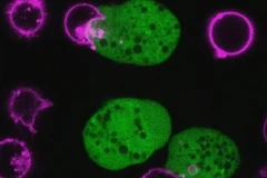 Amip ký sinh giết chết tế bào bằng cách ngoạm từng mảng