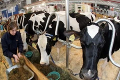 Một đêm, "bốc hơi" bảy con bò chửa trị giá 10.000 euro 