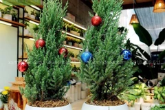 Cây tùng thơm là cây xanh rất đắt khách trong dịp Giáng sinh. (Ảnh: PV/Vietnam+)
