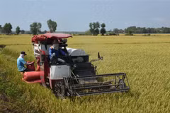 Bà con nông dân thu hoạch lúa vụ Đông Xuân. (Ảnh: Hoàng Nhị/TTXVN)