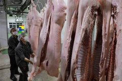 Làm sạch sản phẩm thịt lợn bằng nước và để khô ráo trước khi đưa vào chế biến. (Ảnh: Vũ Sinh/TTXVN)