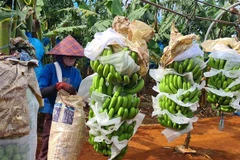 Thu hoạch chuối xuất khẩu tại huyện Đắk Đoa (Gia Lai). (Ảnh: Hồng Điệp/TTXVN)