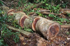 Gỗ bị cắt thành từng khúc để lại hiện trường. (Ảnh: TTXVN phát)