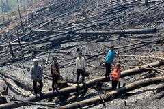 Nhóm đối tượng tại khu vực rừng phòng hộ bị hủy hoại. (Ảnh: TTXVN phát)