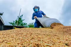 Nông dân thu hoạch lúa ở Cần Thơ. (Ảnh: Thanh Liêm/TTXVN)