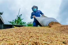 Nông dân thu hoạch lúa ở Cần Thơ. (Ảnh: Thanh Liêm/TTXVN)