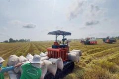 Nông dân huyện Thoại Sơn thu hoạch lúa Đông Xuân. (Ảnh: Công Mạo/TTXVN)