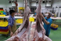 Sơ chế thịt lợn để cung cấp ra thị trường. (Ảnh: Vũ Sinh/TTXVN)